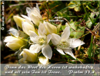 Bibelverse > Alpenblumen
